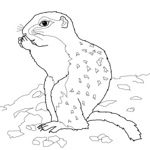 Arctic Ground Squirrel Coloring Page